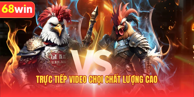 Trực tiếp video chọi chất lượng cao